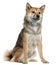 Shiba Inu, 1 year old, sitting in front of white background