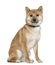 Shiba Inu, 11 months old, sitting