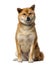 Shiba Inu (2 years old)