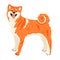 Shiba Inu or Akita Inu Japanese breed of hunting dog