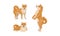 Shiba Inu as Breed of Hunting Dog from Japan in Different Poses Vector Set