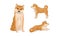 Shiba Inu as Breed of Hunting Dog from Japan in Different Poses Vector Set