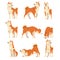 Shiba Inu as Japanese Breed of Hunting Dog with Prick Ears and Curled Tail in Different Poses Vector Set