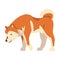 Shiba Inu as Japanese Breed of Hunting Dog with Prick Ears and Curled Tail Sniffing Something Vector Illustration