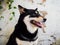 Shiba Inu, Black color, cute Japanese dog side face