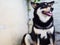 Shiba Inu, Black color, cute Japanese dog side face
