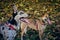 Shiba inu and border collie / carea leones puppy dog with tongue out, With a fall landscape with fallen leaves