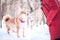 Shiba inu breed dog plays with a girl, gives her a paw, on a background of a winter forest
