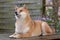 Shiba Inu dog