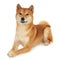 Shiba Inu dog