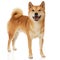 Shiba Inu dog