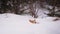 A Shiba Inu dog actively walks through the winter forest.