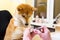 Shiba Inu dog an appointment at the beautician