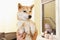 Shiba Inu dog an appointment at the beautician