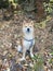 Shiba Inu dog in autumn fall woods in Norway camouflage hunring cute dogecoin