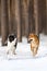 Shiba inu dog and border collie run forward on snow. trees on background