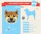 Shiba Inu Dog breed infographics.