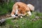 Shiba Inu dog gnaws a piece of wood