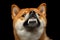 Shiba inu Dog, Isolated Black Background