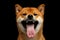 Shiba inu Dog, Isolated Black Background