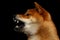 Shiba inu Dog, Isolated Black Background