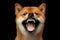 Shiba inu Dog, Isolated Black Background