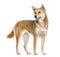 Shiba Inu dog, looking away, white background 10 months old