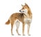 Shiba Inu dog, looking away, white background 10 months old