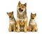 Shiba Inu Dog, Male with Pup sitting against White Background