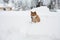 Shiba inu dog playing in the snow