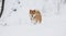 Shiba inu dog playing in the snow
