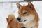 Shiba inu dog playing in the snow