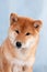Shiba inu dog portrait on blue background