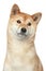 Shiba inu dog. Portrait on white background