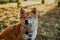 Shiba Inu dog in rose-colored glasses licks against yellow bokeh