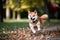Shiba inu dog running in autumn park. Selective focus