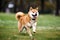 Shiba inu dog running on the grass in the park.
