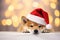 Shiba inu dog with Santa hat on golden bokeh background. Christmas, New year festive Shiba inu puppy portrait