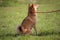 A shiba inu dog sits and waits for an order from his master