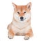 Shiba inu dog smirk