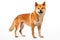 Shiba Inu dog standing alert and poised, its eyes gleaming with intelligence and curiosity