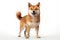 Shiba Inu dog standing alert and poised, its eyes gleaming with intelligence and curiosity