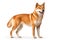 Shiba Inu dog standing alert and poised, its eyes gleaming with intelligence and curiosity