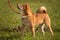 A shiba inu dog in a standing position and listening to his master