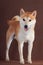 Shiba Inu dog stands on a brown background