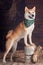 Shiba Inu dog stands on a stump on a rustic background