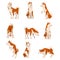 Shiba Inu Dog in Various Poses Set, Cute Japan Brown Beige Fluffy Pet Animal Vector Illustration