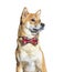Shiba inu dog wearing a bow tie, isolated