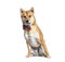 Shiba inu dog wearing a collar dog, sitting, isolated