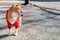 Shiba Inu Dog wearing a red sweater staring to the right